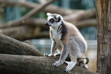 A Ring-tailed Lemur (Lemur catta), sitting on a tree