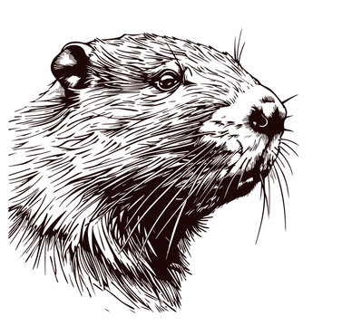 Engrave beaver illustration in vintage hand drawing style beavers