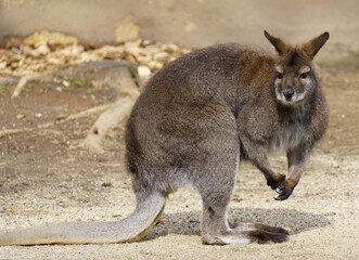 Portrait of a red-necked wallaby or Bennetts wallaby