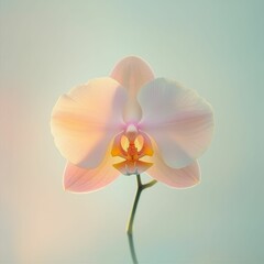 Obraz premium Pale pink orchid blossom, soft background.