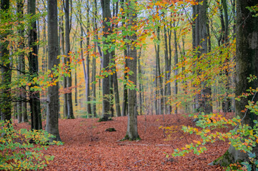 autumn forest in the autumn