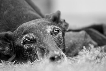 Greyhound having a nap in the garden