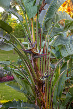 White strelitzia nicolai growing in nature. The giant white bird of paradise. Plant with large leaves and black flowers in the park.