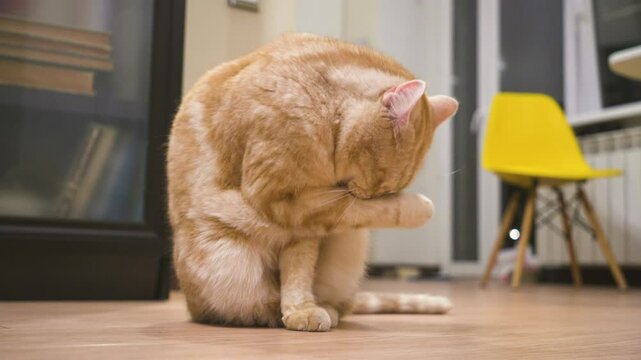 a Scottish metis cat with an orange and white coat grooming itself. It licks its front paw, then its face, ears, neck, back, and tail. 
