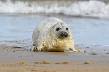 Atlantic Grey Seal pup on the beach © David