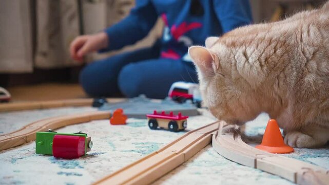 a ginger tabby Scottish metis cat playfully interacting with a toy train set on a floor. 