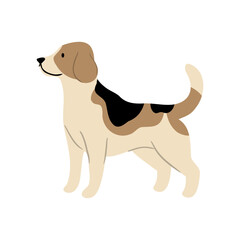 Cute vector Illustration of Beagle dog. Pet clipart collection. canine, puppy hand drawn. Illustrated in various poses.