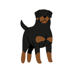 Fototapeta premium Cute vector Illustration of Rottweiler dog. Pet clipart collection. canine, puppy hand drawn. Illustrated in various poses.