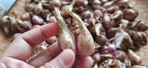 Pile of fresh red onions Sumenep or bawang merah Sumenep background Indonesia. Ready to cooked