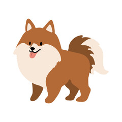Cute vector Illustration of German Spitz dog. Pet clipart collection. canine, puppy hand drawn. Illustrated in various poses.