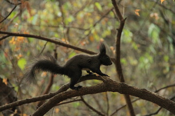 squirrel on tree