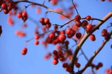 red berries in autumn