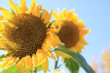 sunflower and bee