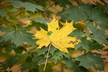 JESIEŃ, KOLORY JESIENI, BARWA, LIŚCIE , 