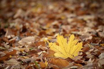 JESIEŃ, KOLORY JESIENI, BARWA, LIŚCIE , 