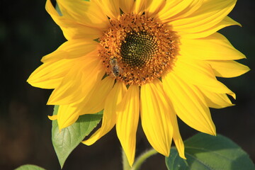 Naklejka premium sunflower in the garden