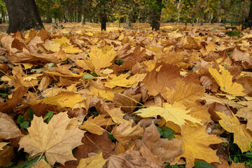 JESIEŃ, KOLORY JESIENI, BARWA, LIŚCIE , 
