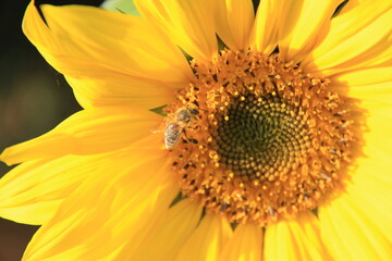 sunflower close up