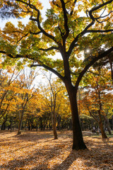 Fototapeta premium autumn trees in the park
