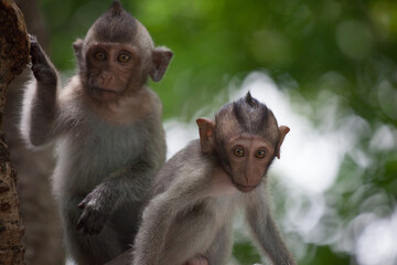 可愛いサル
