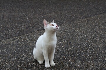 Plan rapproché de chat blanc errant