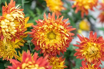 Orange chrysanthemums in the park