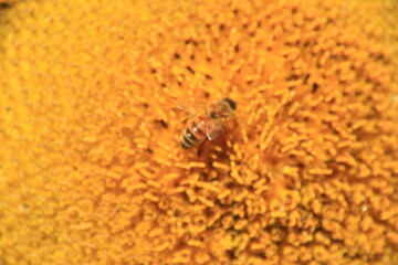 bee and sunflower