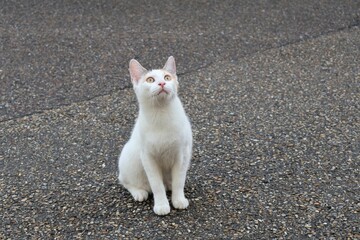 Plan rapproché de chat blanc errant