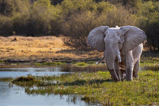 Giant african elephant bull (Loxodonta africana), drinking at Khwai river during the sunset, Okavango delta, Moremi, Botswana, Africa.
