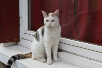 chat blanc errant près d'une fenêtre