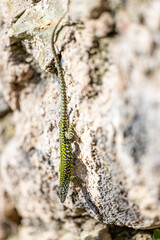 Italian wall lizard, Podarcis muralis nigriventris, Lerici, Liguria, Italy