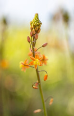 Close up of stalked bulbine - bulbine frutescens - flowers in bloom