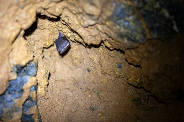 Horseshoe bat hanging in a cave in northern Italy, Europe