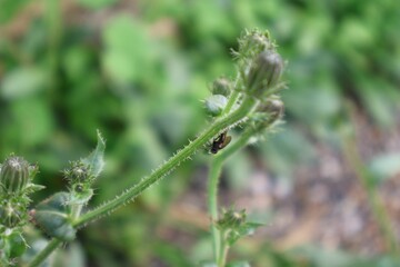 mouche sur une fleur