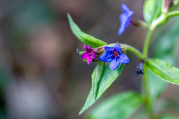 Purple gromwell - Aegonychon purpurocaeruleum - Lithospermum purpurocaeruleum - delicate blue flowers, in the undergrowth. Spring season