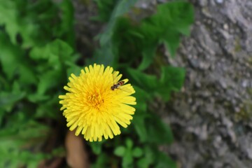 insecte butinant une fleur jaune