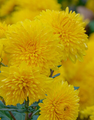 Yellow chrysanthemums in the park