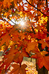 autumn maple leaves