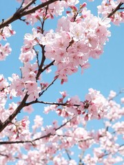 Fototapeta premium Beautiful cherry blossoms in full bloom against a clear blue sky, natural, fresh, seasonal
