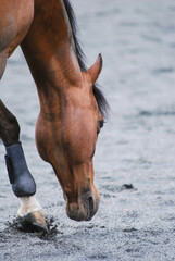 A playful horse running energetically in a sand arena, kicking up dust with powerful strides.