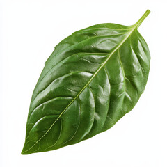 Obraz premium fresh basil leaf with deep green color, showcasing its smooth texture and vibrant appearance. Perfect for culinary use or as decorative element in food photography