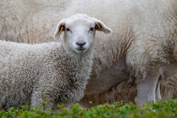 Portrait of a domestic lamb in front of its mother