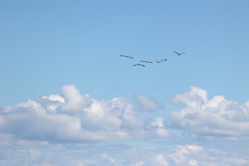 Obraz premium 秋の空を飛ぶマガン