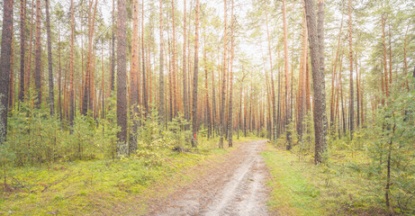 Fototapeta premium Forest path with trees in the background