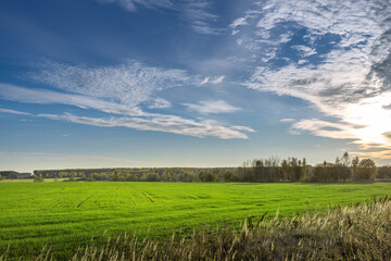 A large field of grass with a clear blue sky above