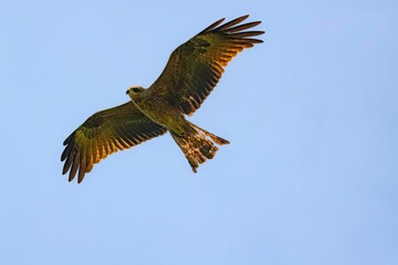 spotted Eagle in flight against blue sky