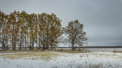 A snowy field with trees in the background