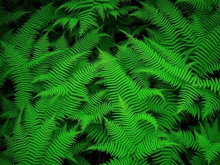 Lush green ferns densely packed forming a thick background in a forest, forest, lush