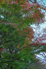 日本周遊　四国別子峡谷あたり