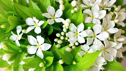 A beautiful arrangement of white flowers with vibrant green leaves, flora, petals, vibrant